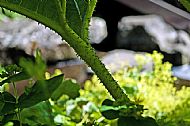 Giant Rhubarb