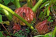 Giant Rhubarb