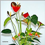Anthurium