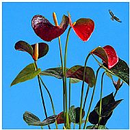 Anthurium