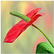 Anthurium