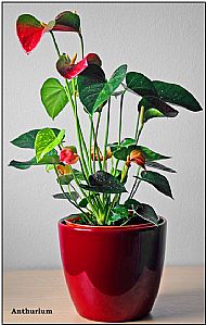 Anthurium