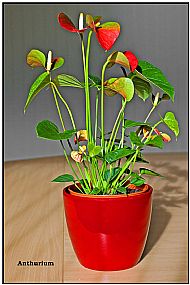 Anthurium