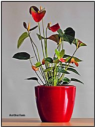 Anthurium