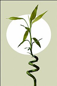 Bamboo