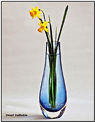 Dwarf Daffodils