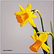 Dwarf Daffodils