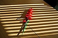 Gladiola