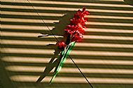 Gladiola
