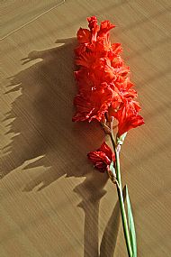 Gladiola