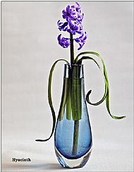 Hyacinth