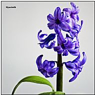 Hyacinth