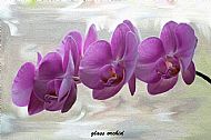 Glass Orchid