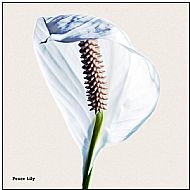 Peace Lily