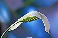 Peace Lily