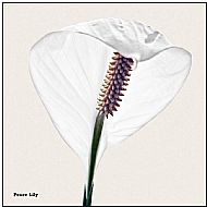 Peace Lily