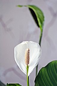 Peace Lily