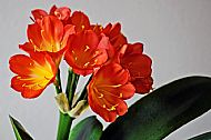 Red Lily 