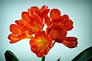 Red Lily