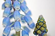 Hyacinth