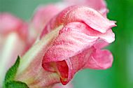 Snapdragon