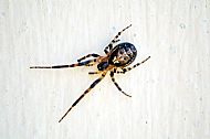 House Spider