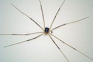 Harvestman