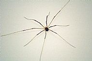 Harvestman