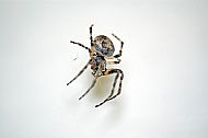 House Spider