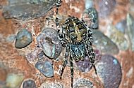 House Spider