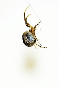 House Spider
