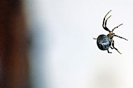 House Spider