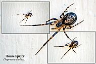House Spider