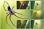 Field Spider
