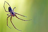 Field Spider