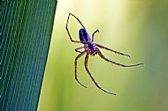 Field Spider