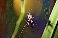 Field Spider