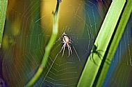 Field Spider
