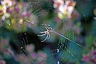 Field Spider