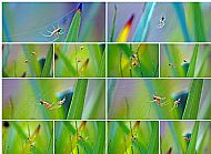 Field Spider