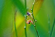 Field Spider
