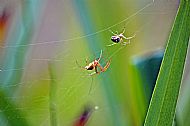Field Spider