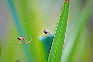 Field Spider