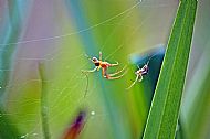 Field Spider