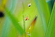 Field Spider