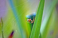 Field Spider