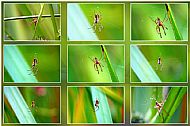 Field Spider