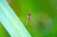 Field Spider