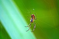 Field Spider