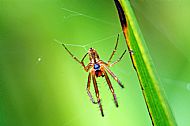 Field Spider